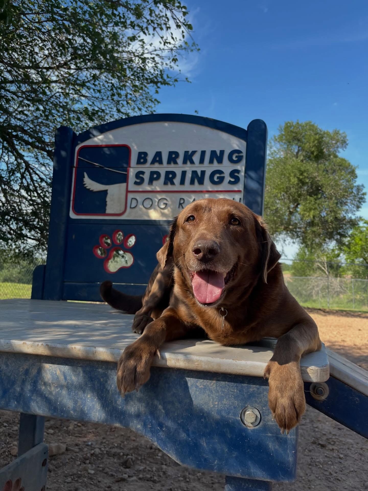 Brown lab relaxing on play equipment at Bark Springs for Dog Boarding in Del Valle, TX.