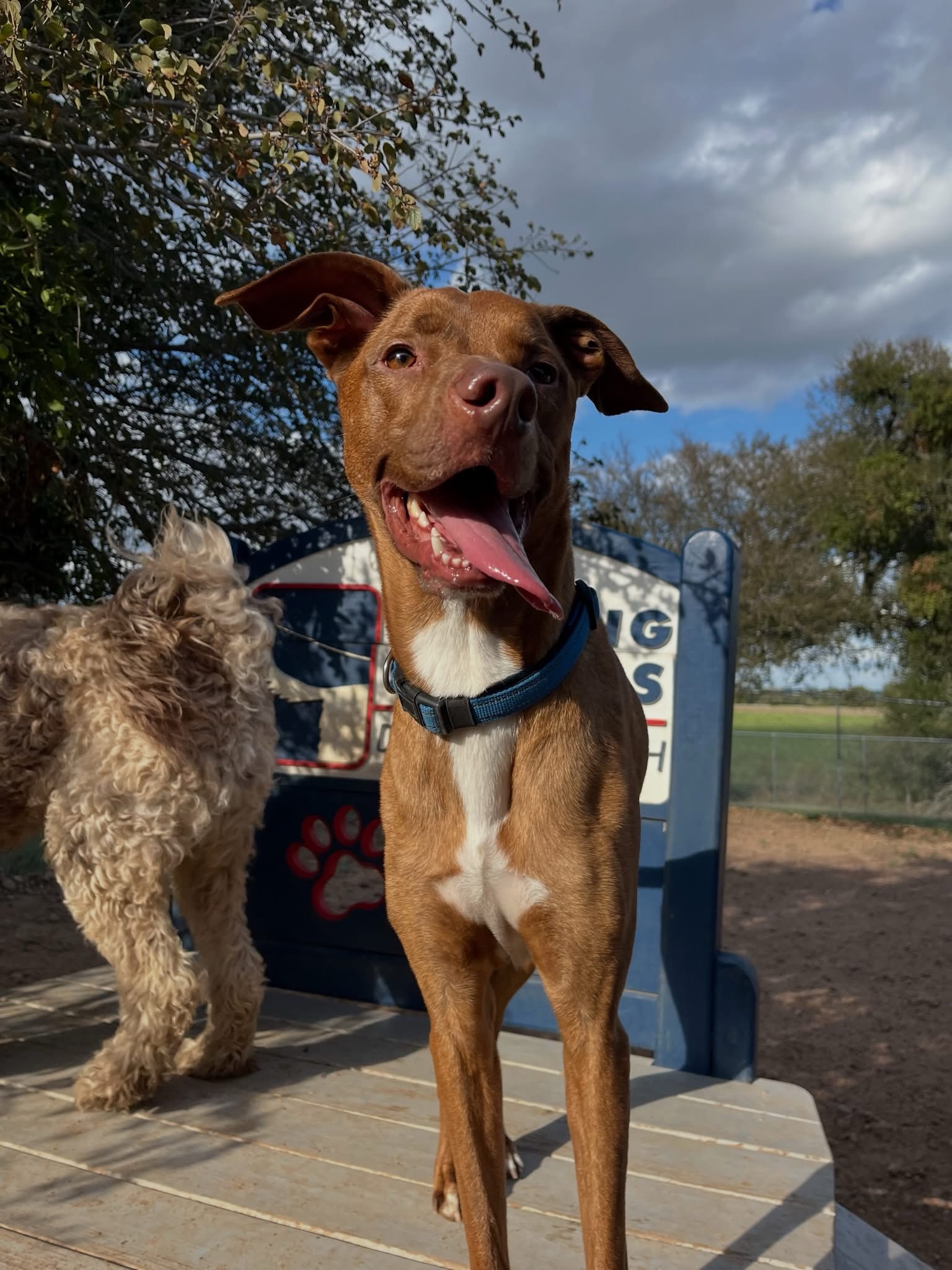 Happy brown dog sticking tongue out on play equipment at Barking Springs Dog Ranch in Del Valle, TX