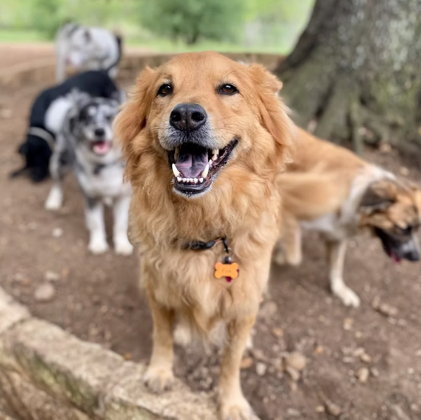 Fluffy yellow dog smiling with dogs behind him at Barking Springs Dog Ranch for Dog Boarding in Del Valle, TX